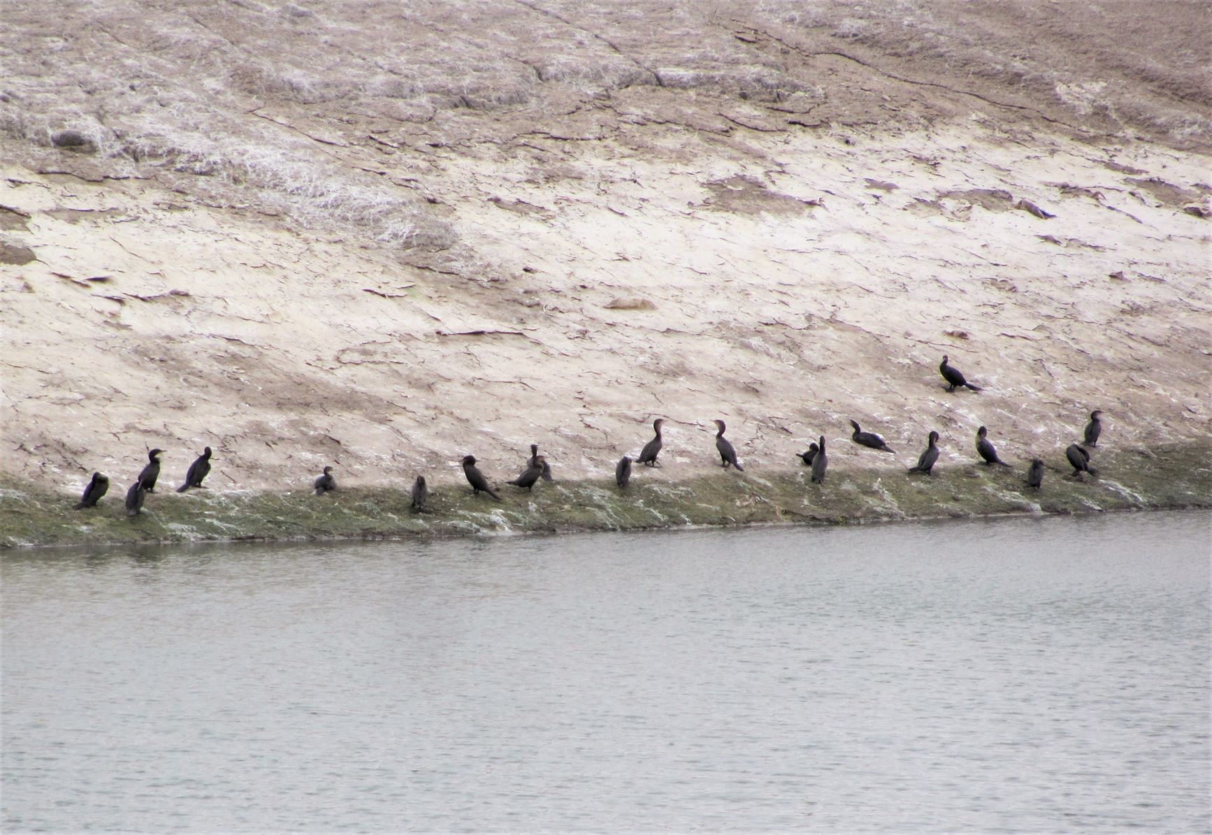Birds and low water